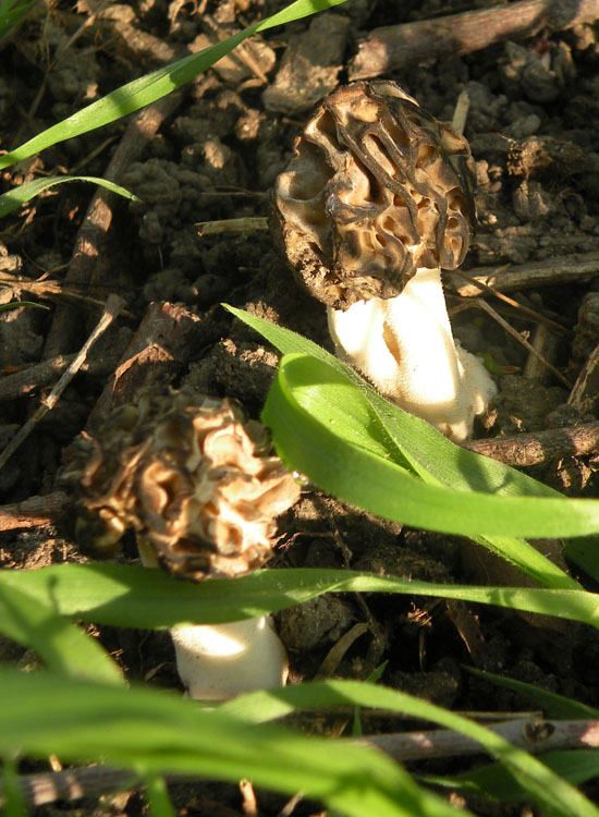 Morchella? Verpa?